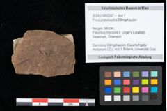 Foto (Objekt + Etikett) von Pinus praesilvestris Ettingshausen (NHMW-GEO-2024-0188-0247)